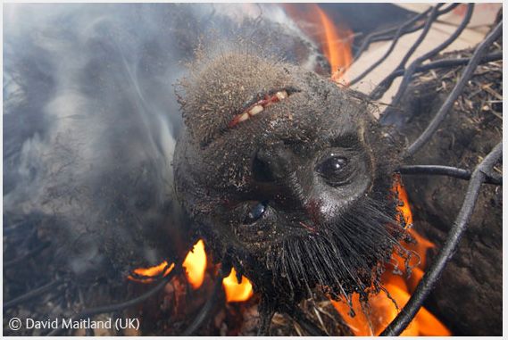 Wildlife Photographer of the Year 2008