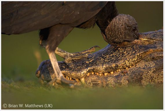 Wildlife Photographer of the Year 2008