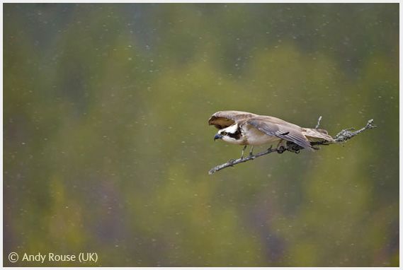 Wildlife Photographer of the Year 2008