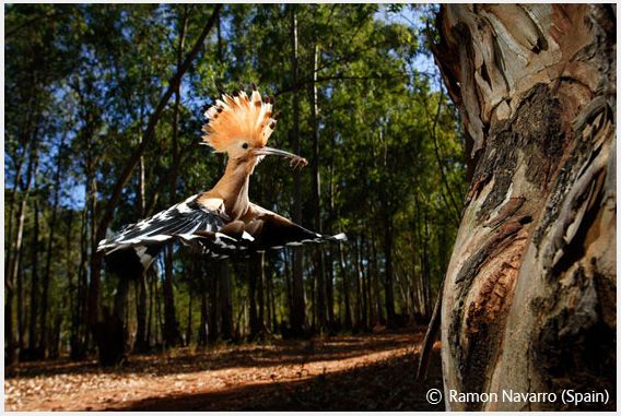 Wildlife Photographer of the Year 2008