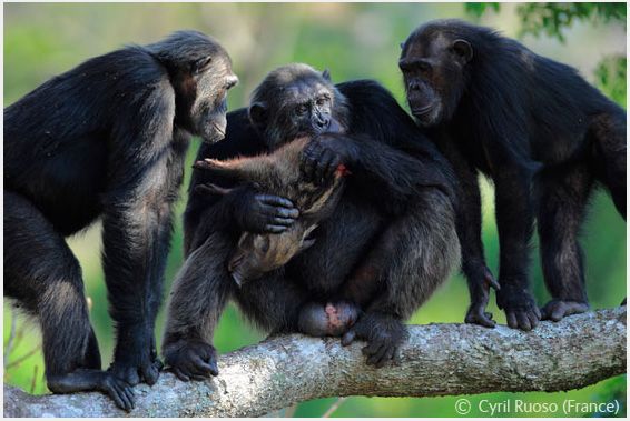 Wildlife Photographer of the Year 2008