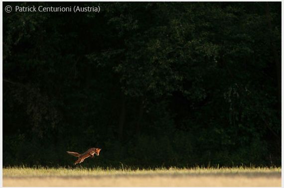 Wildlife Photographer of the Year 2008