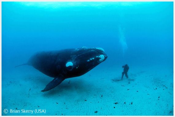 Wildlife Photographer of the Year 2008