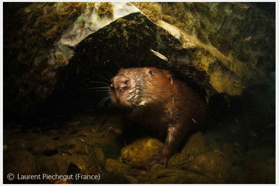 Wildlife Photographer of the Year 2008