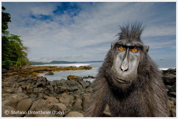 Wildlife Photographer of the Year 2008