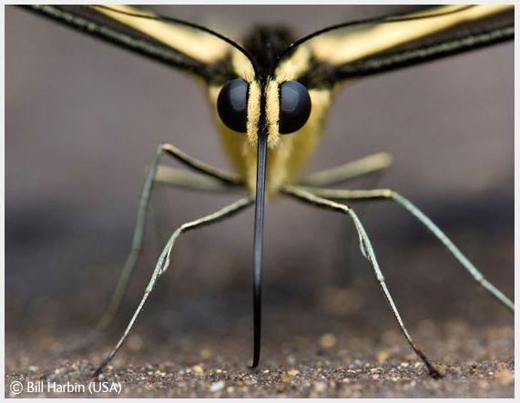 Wildlife Photographer of the Year 2008