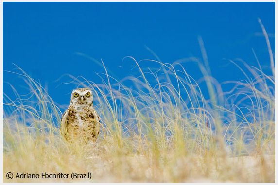 Wildlife Photographer of the Year 2008