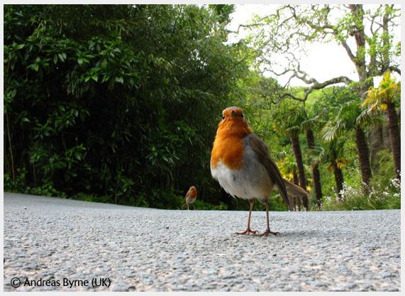 Wildlife Photographer of the Year 2008