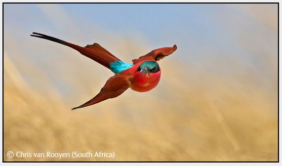 Wildlife Photographer of the Year 2008