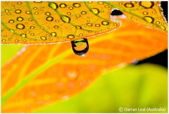 Wildlife Photographer of the Year 2008