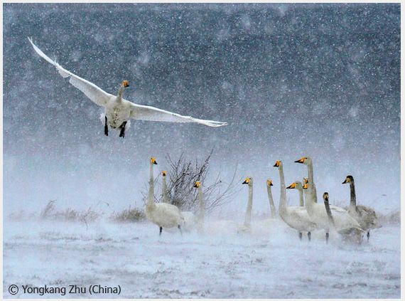 Wildlife Photographer of the Year 2008