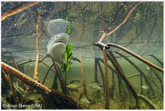 Wildlife Photographer of the Year 2008