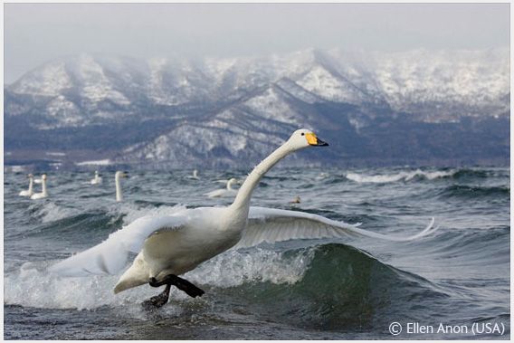 Wildlife Photographer of the Year 2008