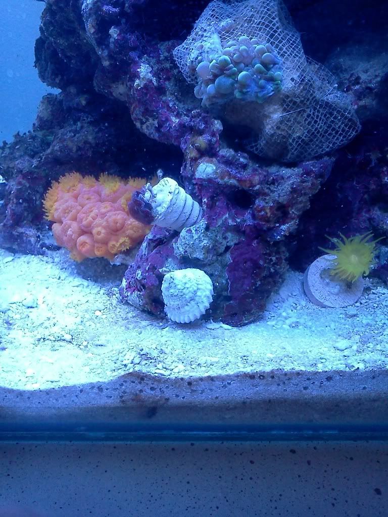 IMG 20110221 202920 - kileysmama's 17 gal rimless nano