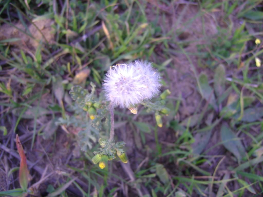 DSC00586.jpg?t=1235839509