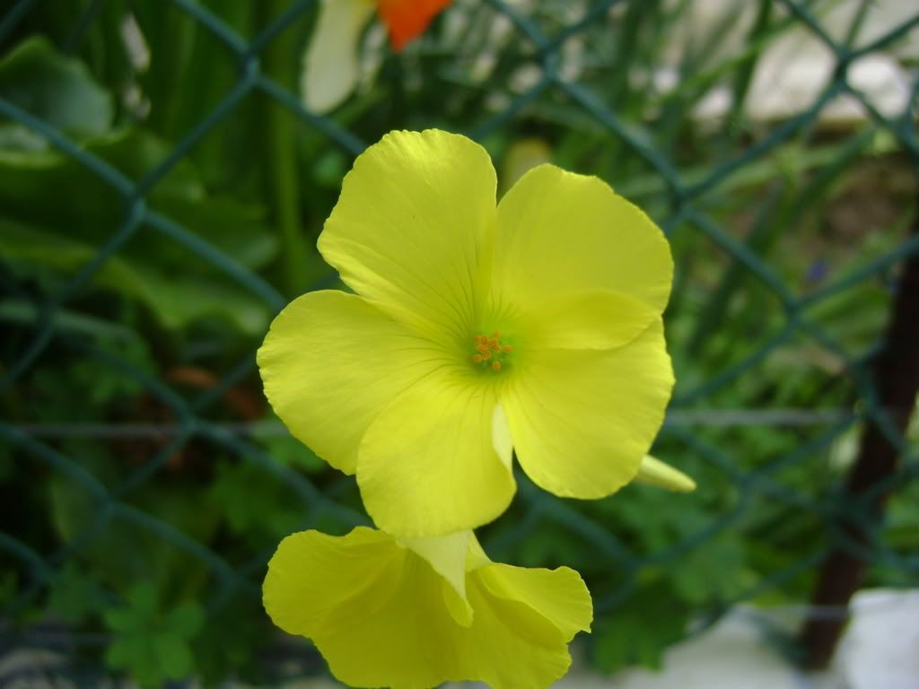DSC00632.jpg?t=1235839473