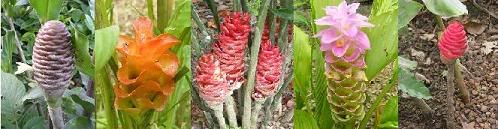 TropicalPlantsHub.jpg picture by luckyherbs
