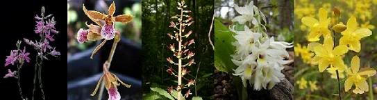 terrestrialgroundorchid.jpg picture by luckyherbs