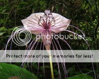 Tacca chantrieri Black Bat Flower plant 10seeds+FreeDoc  