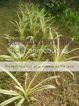 EUCHARIS SPP AMARYLLIS Lily 3 Bulbs + Free Document  