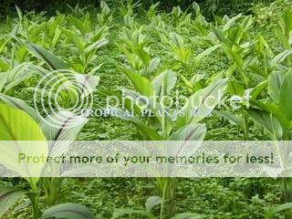 Curcuma Comosa Curcumin herb 3 Rhizomes + Free Document  